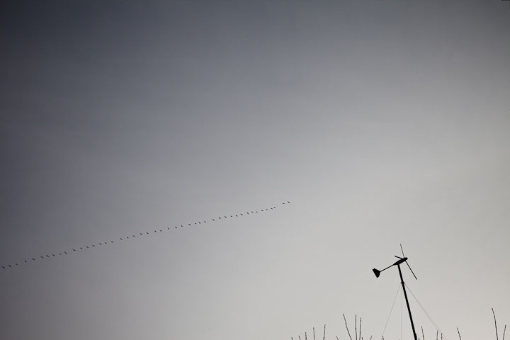 Overcast sky with birds in flight.