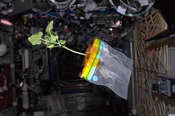 Photograph of a plant growing out of a plastic bag floating.
