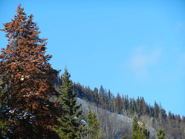 Photograph of pine trees on the side of a mountain. One in the foreground is covered in red needles.