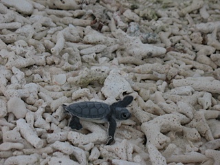 Newly hatched turtle heading towards the sea.