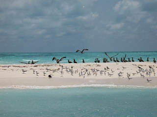Birds on Isla Muertos