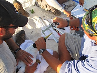 Measuring and Tagging Masked Boobies. 