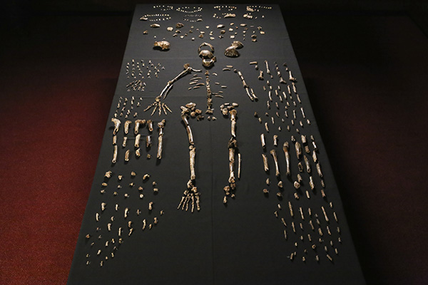 Unarticulated bones of Homo maledi laid out in order on a black table.