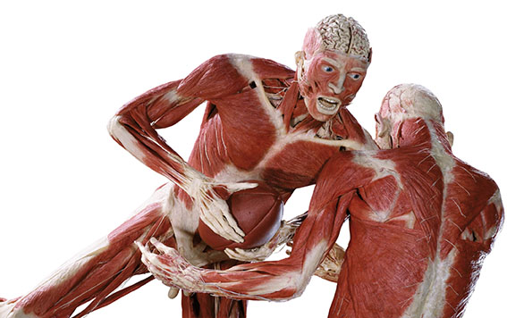 Football Gladiators from Body Worlds. Two men's bodies playing football, muscles visible.