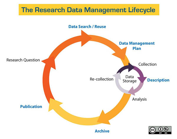 Flowchart titled "The Research Data Management Lifecycle," depicting a circular flow chart in shades of yellow, orange and red. Big circle reads: Data Search/Reuse->Data Management Plan->Archive->Publication->Research Question). A smaller circle in shades of purple reads: Collection->Description->Analysis->Re-collection, Storage.