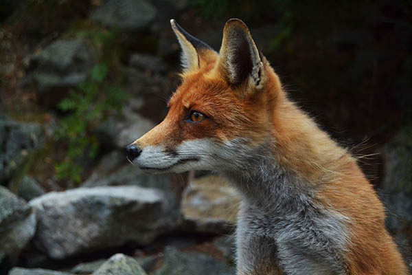 Red fox looking wise