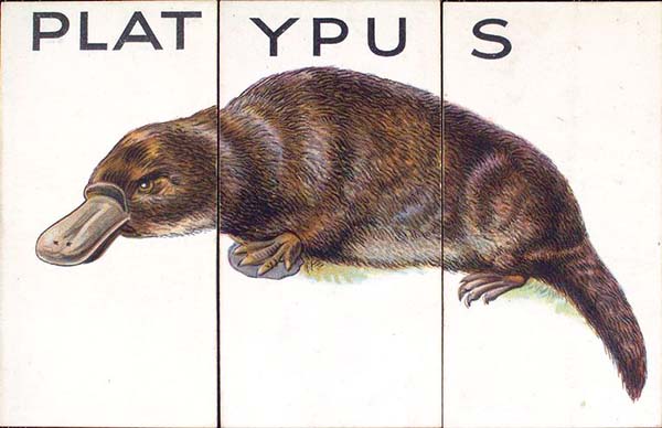 A historical illustration of a platypus.