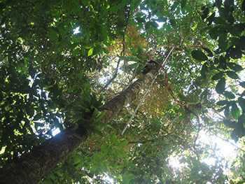 Looking up from below, a man in a tree uses a long pole to collect specimens. The image is dominated by the green of the canopy, with a little sky breaking through.