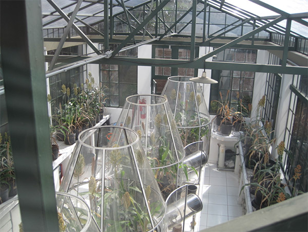 Photograph of large cylinders filled with plants in a greenhouse.