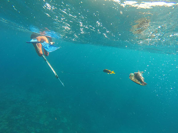 Underwater photograph of person swimming away with flippers on their feet and carrying a harpoon and a fishline with three fish attached.