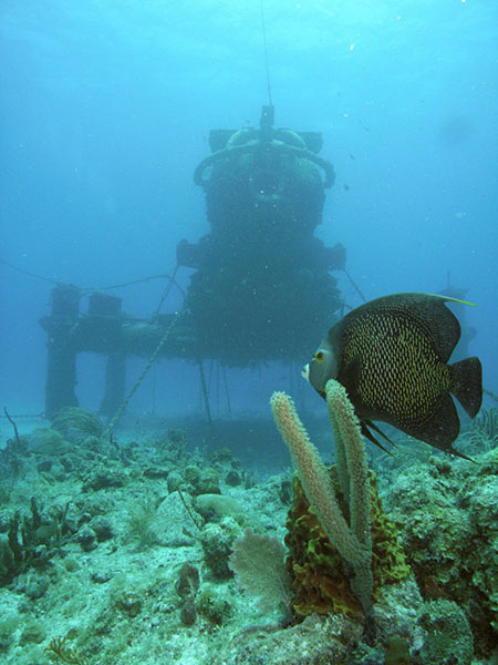 Underwater photograph of a fish and coral in the foreground and a structure in the background.