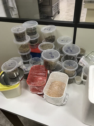 Roughly 15-20 sugarcane samples are shown in small round plastic containers sitting on a white table in a lab.