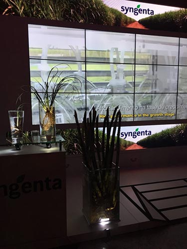 Ad advertisement for biotech company syngenta is shown surrounded by sugar cane plants in a dimly lit room.