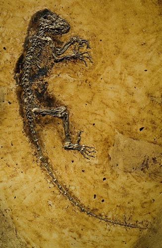 Photograph of a fossilized animal with four limbs and a long tail.