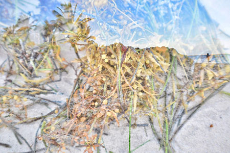 The double-exposure photograph shows the visual and semantic overlap between sargasso as a pile of trash and as a migrating ecosystem clashing with the Caribbean. The overlap of the two forms of the algae creates a collage of blue, green and yellow light which defines the outline of both the horizon at the beach and the morphology of the plant. 