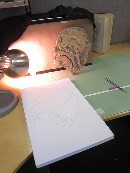 Photograph of a desk. On it is a plastinated section of a human head with a desk lamp pointed at it. A pad of drawing paper with a pencil drawing o it is in front of it. To the right is a pencil and eraser.