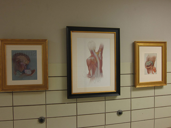 Medical illustrations displayed in the hallway of a graduate department. Photo by the author.