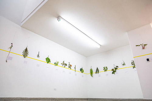 A picture of several plants distributed horizontally on a white wall