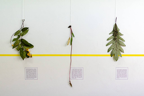 A picture of three plant samples distributed horizontally along a white wall