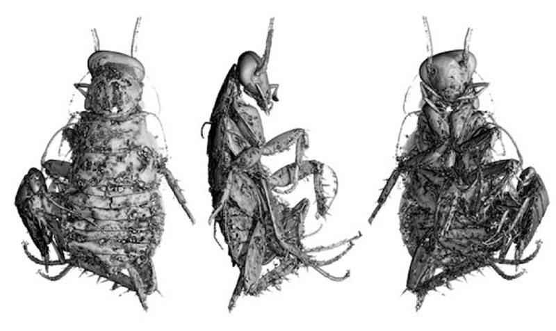 Detailed, black-and-white computer renderings of a cockroach. One rendering shows the cockroach's back, another shows its side, and a third shows its underside. The images were rendered by X-ray computed tomography.