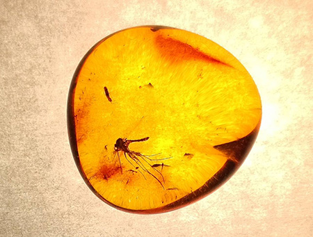 40-million-year-old Mosquito trapped in amber