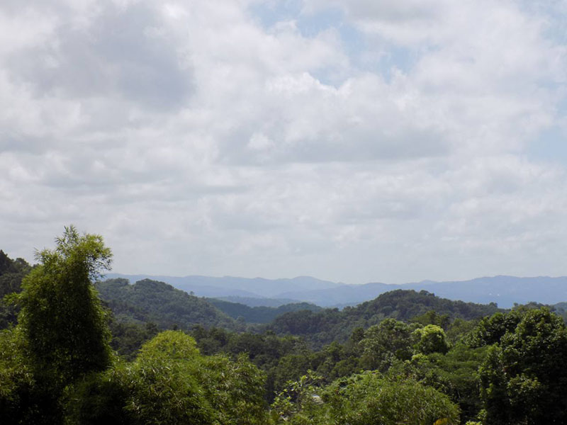 a picture of the forested landscape surround Accompong, Jamaica, one of the major Maroon communities on the island