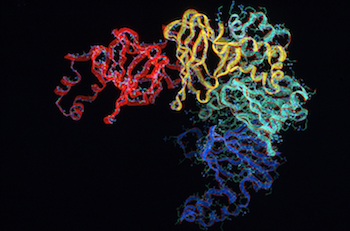 Against a black background, colorful, computer-graphic ribbons twist and swirl around each other. Tiny sticks protruding from the ribbons represent individual amino acid molecules.