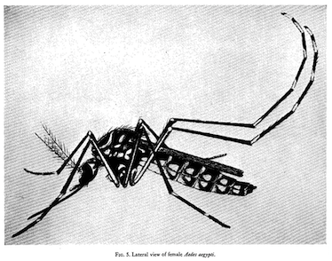 Textbook lateral view of a drawn mosquito in black and white. 