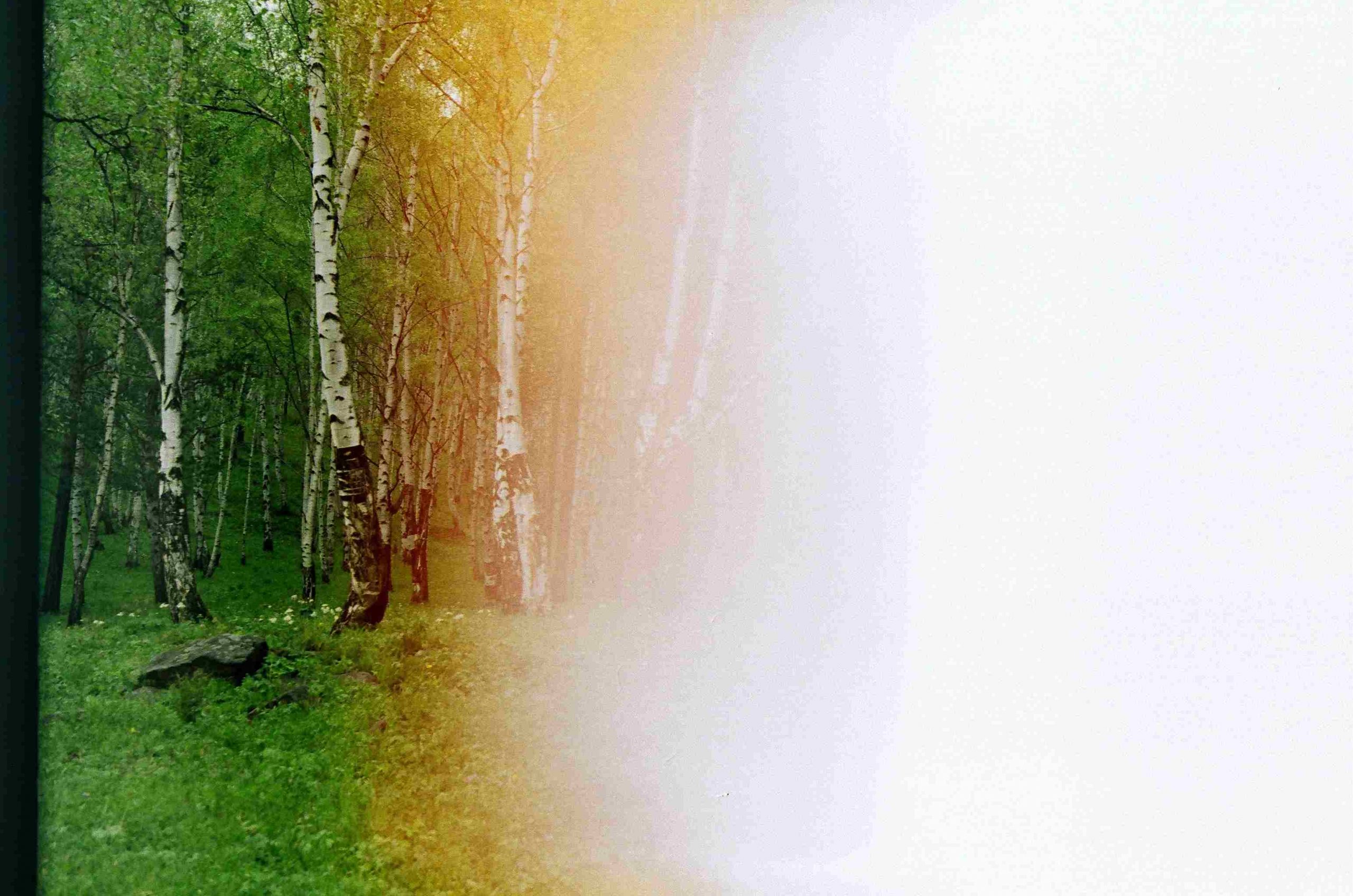 The left side of the image shows birch trees in the summer. The right side of the image is overexposed and white