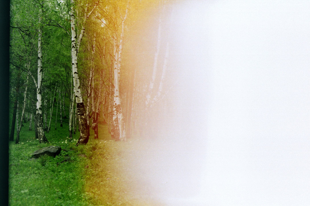На фотографии изображен березовый лес летом. Правая половина фотографии засвечена, она белая и на ней не видно деревьев.