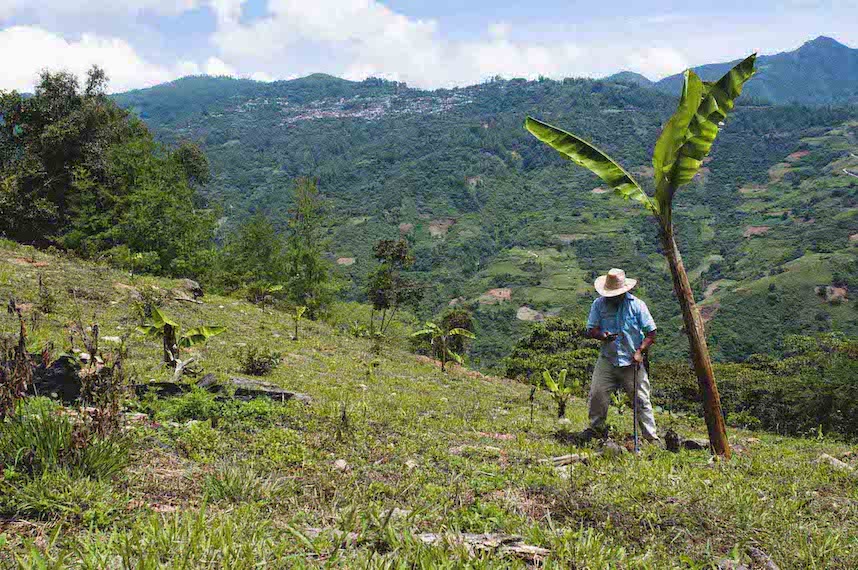 A farmer looks down at his phone on a green hill slope. He is standing on coffee plantations. In the background is the slope of another hill, with various plantations patched across the land. 