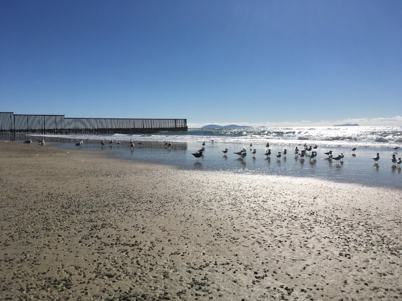 Los pájaros se paran en la playa bajo el cielo azul y sin nubes, con el muro fronterizo al fondo.