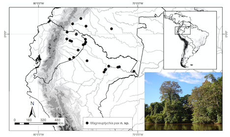 A simple map of northern South America indicating with dots where the butterfly has been recorded. An inset photograph shows trees along the Amazon river.