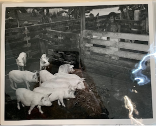A black and white archival photograph of a group of pigs in a pen.