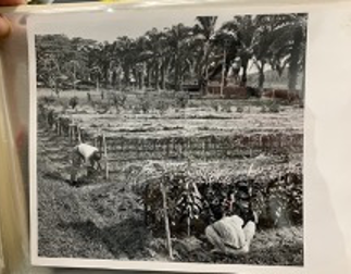 A plot of land with several rows of different plants growing and two fieldworkers tending to the plants.
