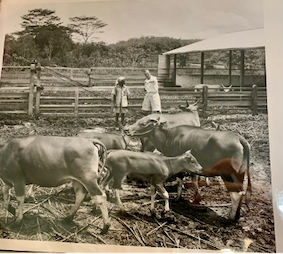 A black and white photograph of a group of cattle in a pen with several fieldworkers looking on in the background.
