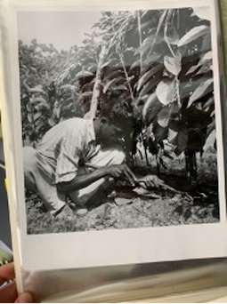 A close up photograph of a fieldworker transplanting a plant in a field.
