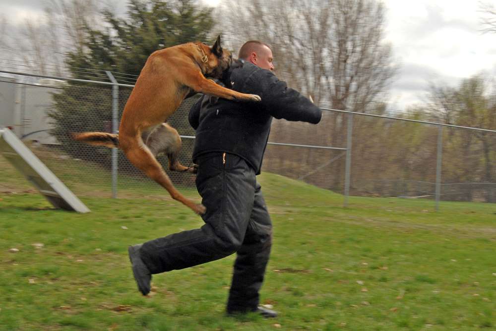 A police dog flies through the air toward someone in pads during a police training excercise
