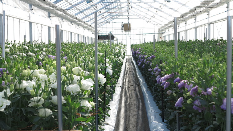 A sunny greenhouse holds white- and purple-flowered plants, with an irrigation ditch running along the middle.