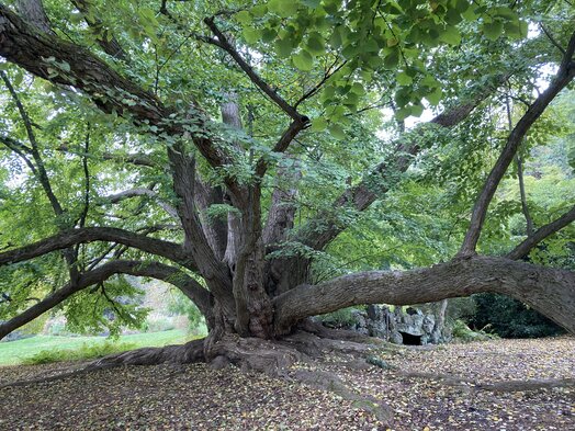 Image of a large tree with many thick branches shooting out in different directions. The tree has bright green leaves toward the top. On the ground, below the trunk, are scattered fallen leaves from the tree.