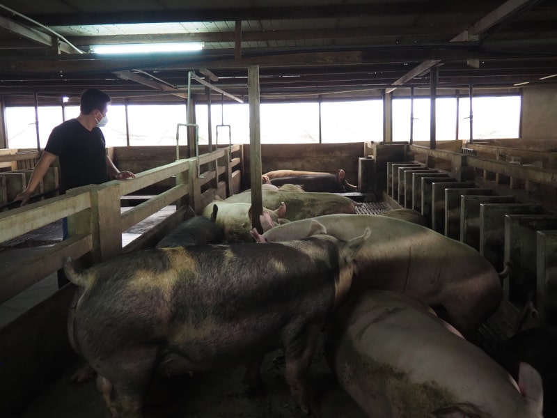 Eight pigs are in a group pen.