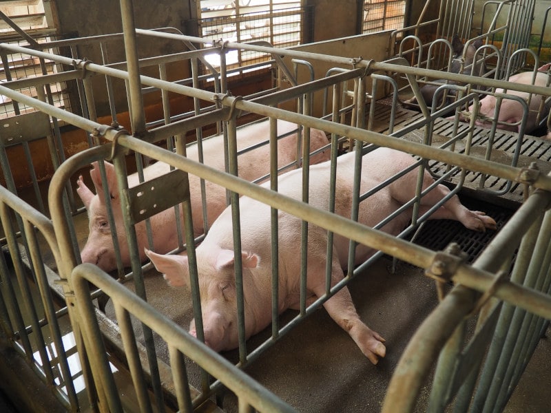 Four sows are lying down in gestation crates.