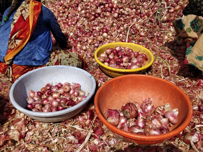  Women agricultural workers sort onions into brightly colored tubs (Author 2019)