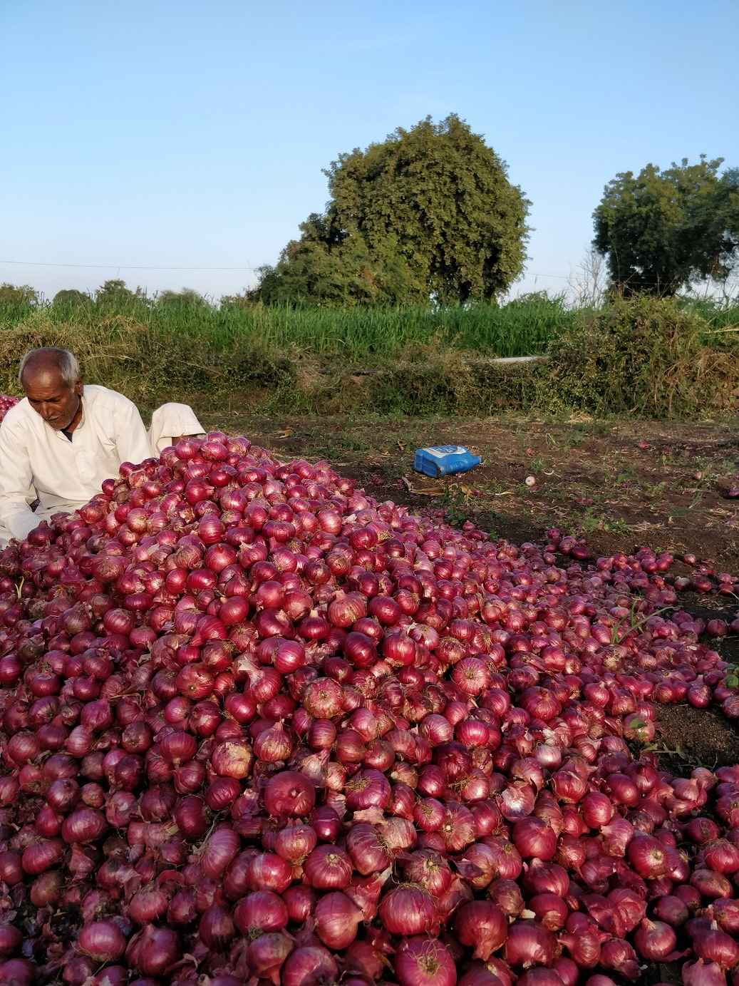 An elderly farmer man sits behind a large pile of red onions in a field (Author 2018)
