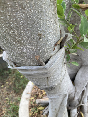 The image shows a tape being wound around a grey tree trunk and a small grey twig. The image depth reaches into a plantar. 