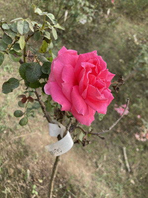 In the center of the image is a bright pink rose. The background shows the ground. There is a tag attached to the stem of the rose.