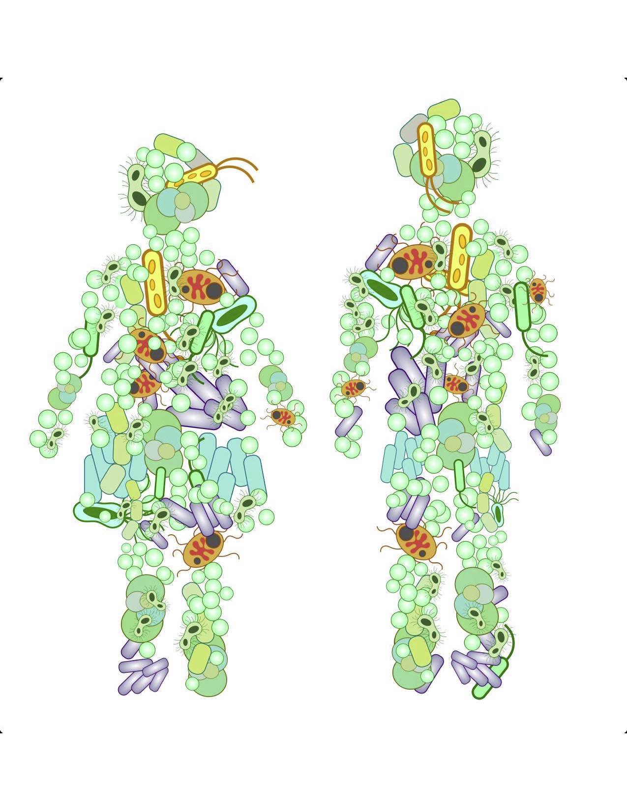 Illustration of green, blue, purple, and yellow microbes in the shape of two human bodies coded as female and male (one shorter and with a dress).