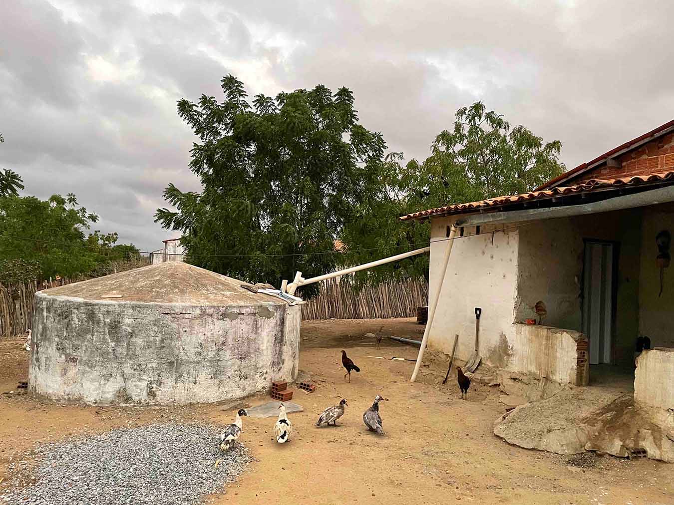 A worn rain-harvesting cistern on the left is connected to the rooftop of a house via a white pipe. The cistern is cylindrical with a cone top. It is white and gray and shows signs of wear. Chickens and ducks walk around in front of the cistern.