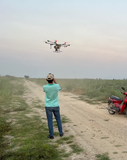 A picture of a farmer observing a drone performing pesticide spraying over a cotton farm.