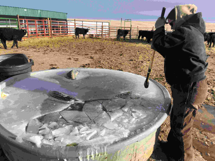 Image of a woman digging into a tub, the top of which is covered with ice. The woman uses a stick to dig. Her hair is covered and she wears a grey jacket and brown pants. She is standing on land covered in brown grass, and there are cattle in the background.